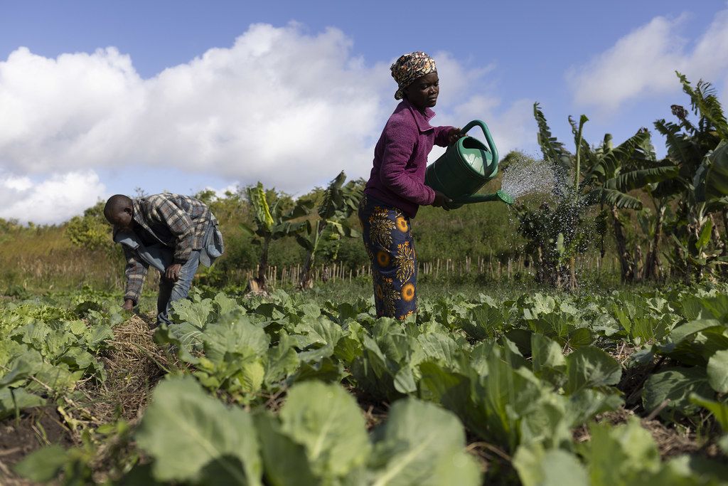 Farmers tending crops